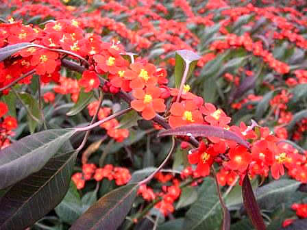 Euphorbia fulgens